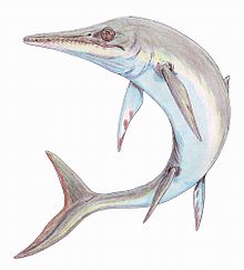 Temnodontosaurus plat1DB.jpg