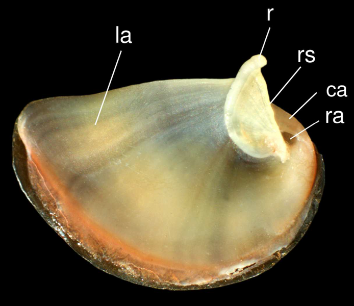 Archivo:Theodoxus fluviatilis operculum 3.png