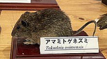 Tokudaia osimensis 2.jpg