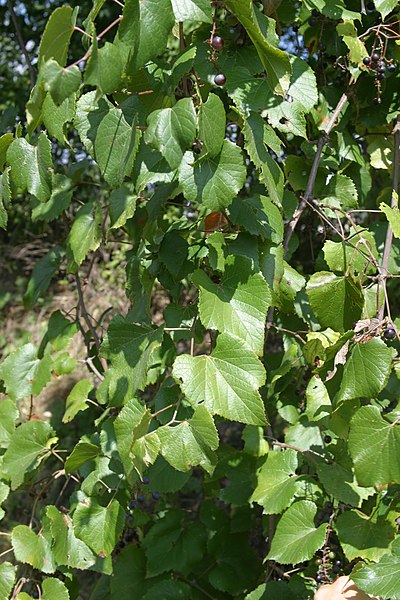 File:Vitis Berlandieri.JPG