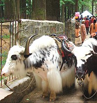 Yaks in Manali, Himachal Pradesh, India, saddled for riding