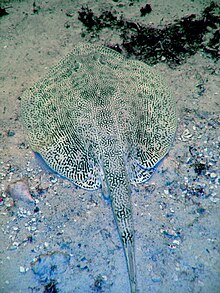 Ray with numerous fine, dark vermiculations on an almost white background, blending in with the sand it's resting on