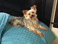 Turquoise green bed sheets and a Yorkshire Terrier