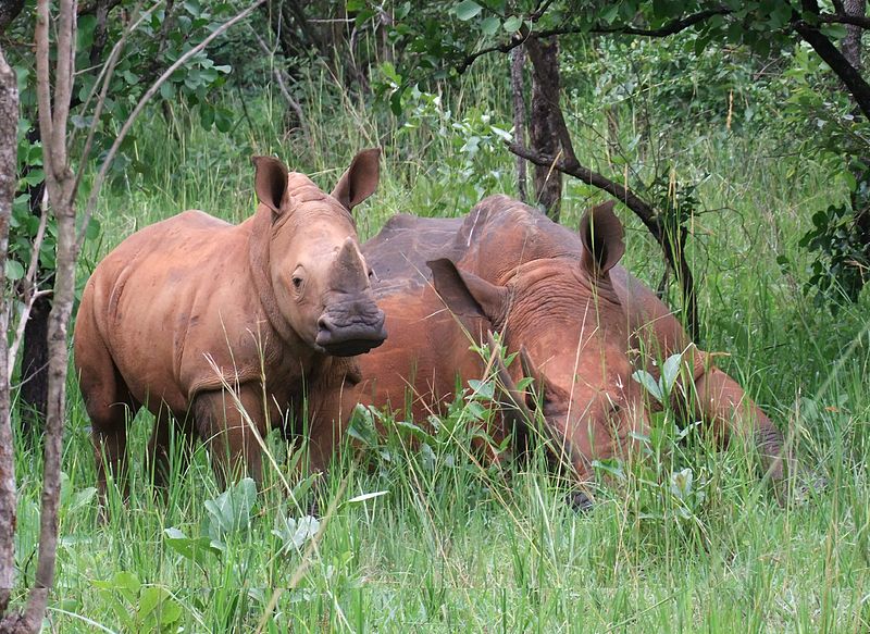 File:Ziwa rhinos.jpg