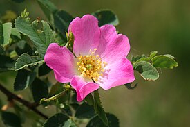 Rosa canina