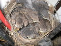 Amsel 11 Tage alt     blackbird 11 days old