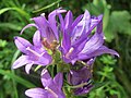 Clustered bellflower