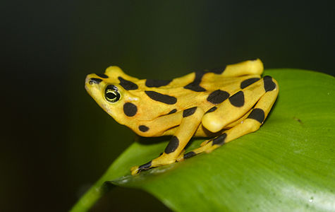 Panamanian golden frog, by Brian Gratwicke