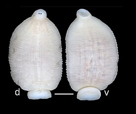 Под буквой d изображение спинной (dorsal) стороны, под буквой v — брюшной (ventral). Шкала изображает отрезок в 1 мм.