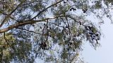 Bats on a Tree. چمگادڑ