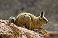 A viscacha in the Sur Lipez desert, Bolivia