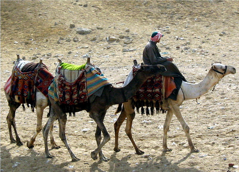 File:Camels at Giza.JPG