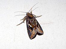 Chrysodeixis eriosoma.jpg