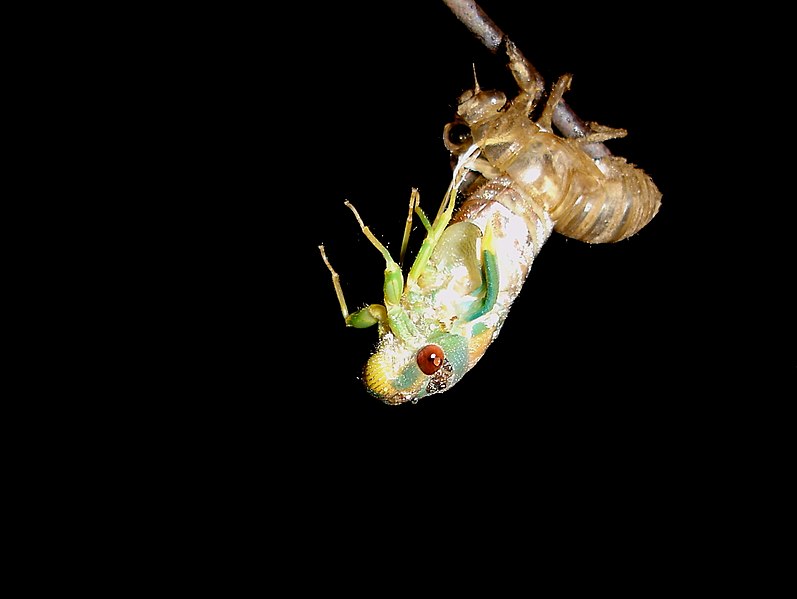 File:Cicada cropped.jpg