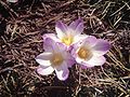 Crocus carpetanus