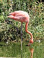 A Flamingo at Stone Zoo