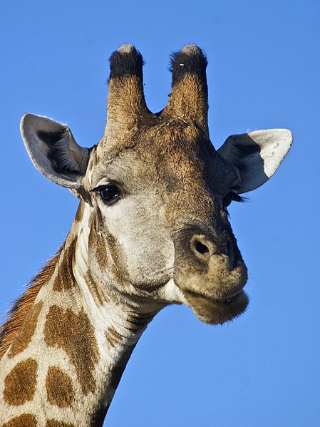 Archivo:Giraffa camelopardalis angolensis (head).jpg