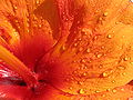 Hibiscus petal, taken through Canon PowerShot A95