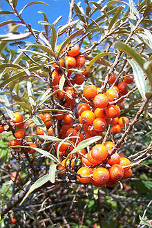 沙棘Hippophae rhamnoides