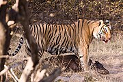 The tiger is one of the largest non-aquatic mammalian predators in the world. Pictured is the Bengal tiger, the largest subspecies of tiger and is most infamous for man-eating. All members of the cat family, including even the domestic cat with obvious similarities of build and behavior to tigers and leopards, are consummate predators irrespective of size.