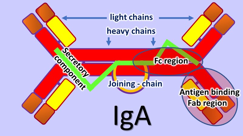 File:IgA antibody.tif