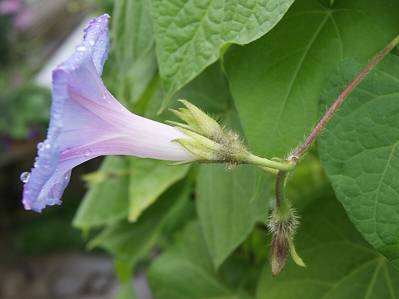 Archivo:Ipomoea purpurea Kelchblätter.jpg