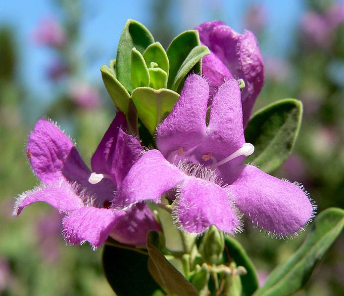 File:Leucophyllum frutescens Green Cloud.jpg