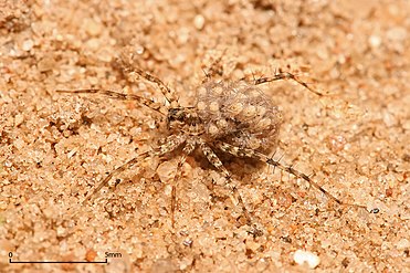 Wolf spider carrying its young on its abdomen