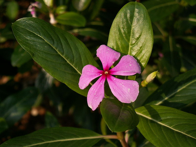 File:Madagascar periwinkle.jpg