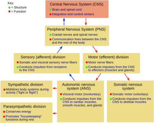 File:NSdiagram.svg