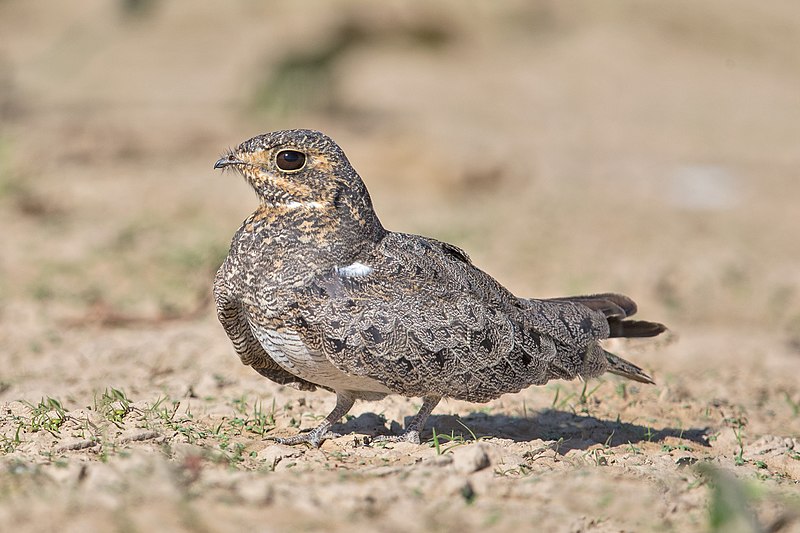 File:Nacunda nighthawk.jpg