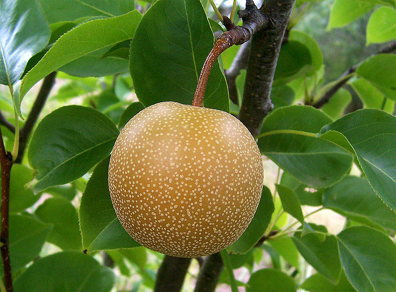 Archivo:Nashi pear.jpg