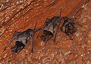 Brown bats