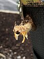 Cicada shedding