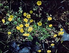 Potentilla heptaphylla1 eF.jpg