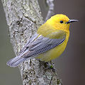 Image 26 Protonotaria citrea The prothonotary warbler (Protonotaria citrea) is a small songbird of the New World warbler family. It breeds in hardwood swamps in southern Canada and the eastern United States and winters in the West Indies, Central America and northern South America. More selected pictures