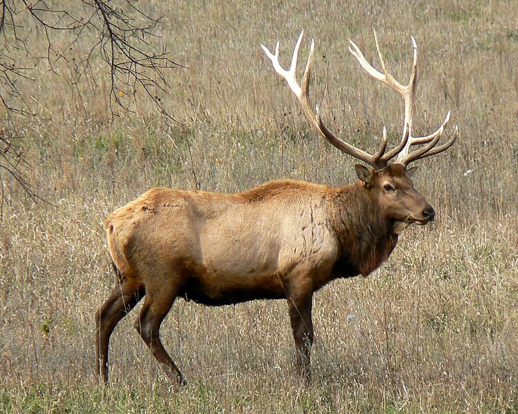 File:Rocky Mountain Bull Elk.jpg