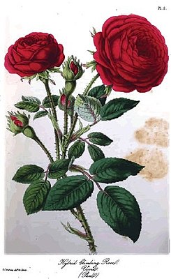 Rosa 'Vivid' Ботаническая иллюстрация из "Supplement to The Rose Garden", William Paul, 1853, p. 12f.