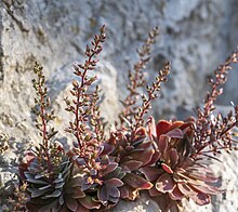 Rosularia serrata 130037760.jpg