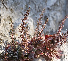 Rosularia serrata