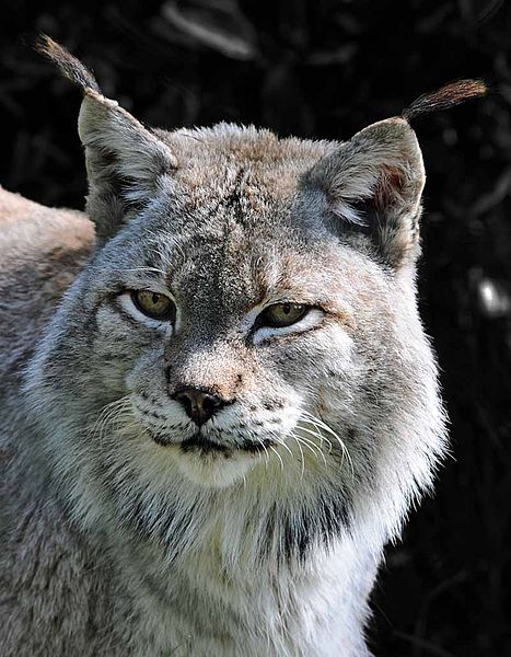 File:SiberianLynx 0412 5953bw.jpg