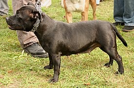 Black Brindle