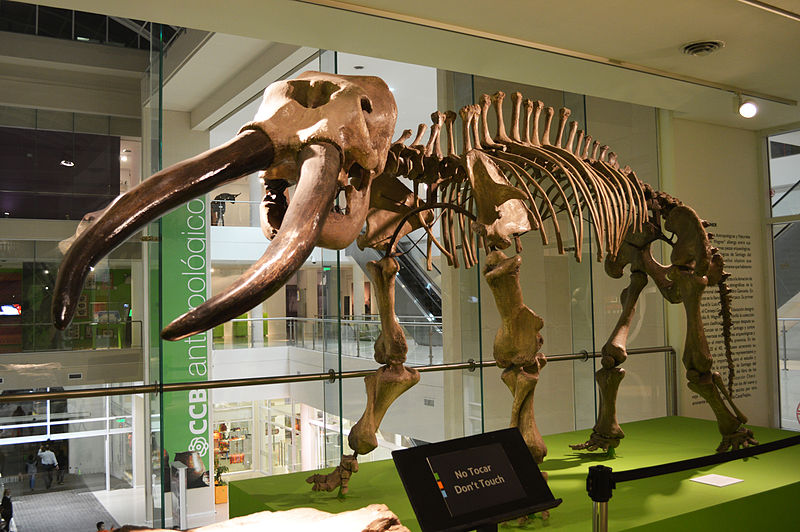 File:Stegomastodon CCB.JPG