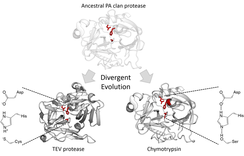 File:Triad Divergence.png