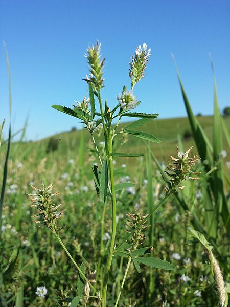 Файл:Trigonella procumbens sl3.jpg