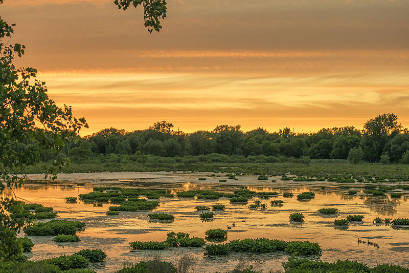 File:Utica Marsh at Sunset.jpg