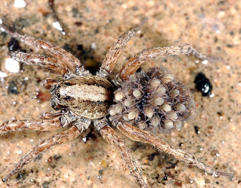 File:Wolf spider with young.jpg