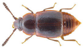 Acrulia inflata