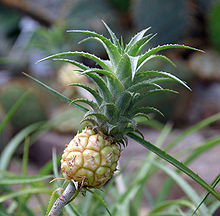 Ananas nanus 20060514-2.jpg