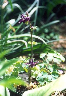 Aquilegia Bijela gora.jpg